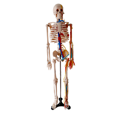 Esqueleto De Mesa Con Nervios y Vasos Sanguíneos 45cm