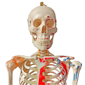 Esqueleto humano 180cm vasos sanguíneos y músculos vista frontal