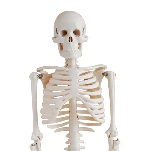 Esqueleto humano de mesa 85cm plano medio