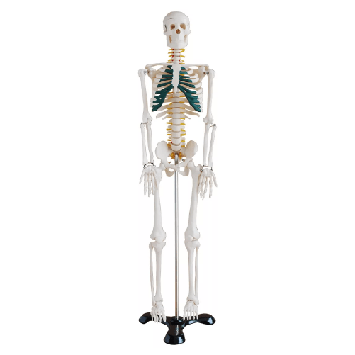 Esqueleto humano de mesa con nervios espinales 85cm