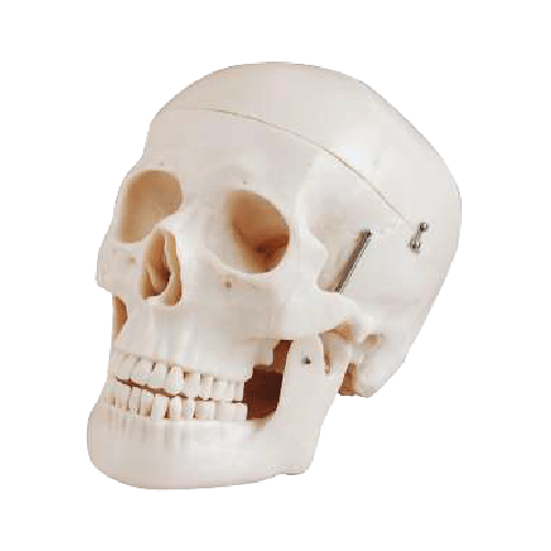 Cráneo Adulto Tamaño Natural De Lujo