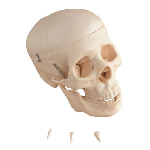Cráneo Adulto Tamaño Natural