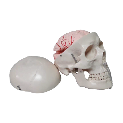 Cráneo Con Cerebro Desmontable