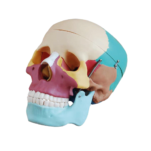 Cráneo Con Identificacion De Huesos En Colores