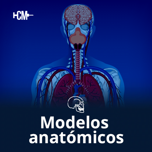 Modelos anatómicos