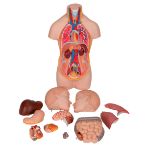 Mini torso 12 partes - Coimpormedica - Tienda de equipos e insumos médicos