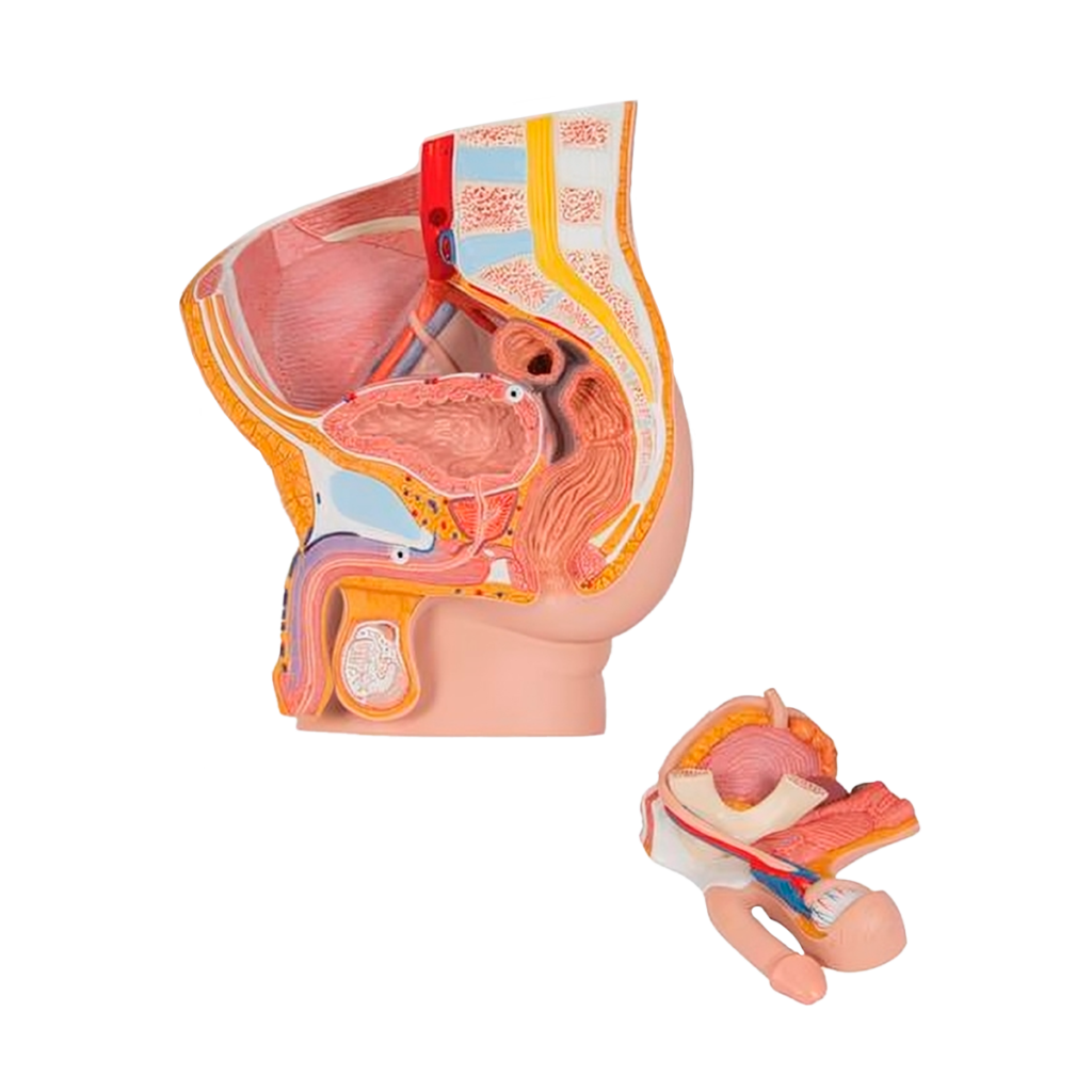 Pelvis maculina 2 partes