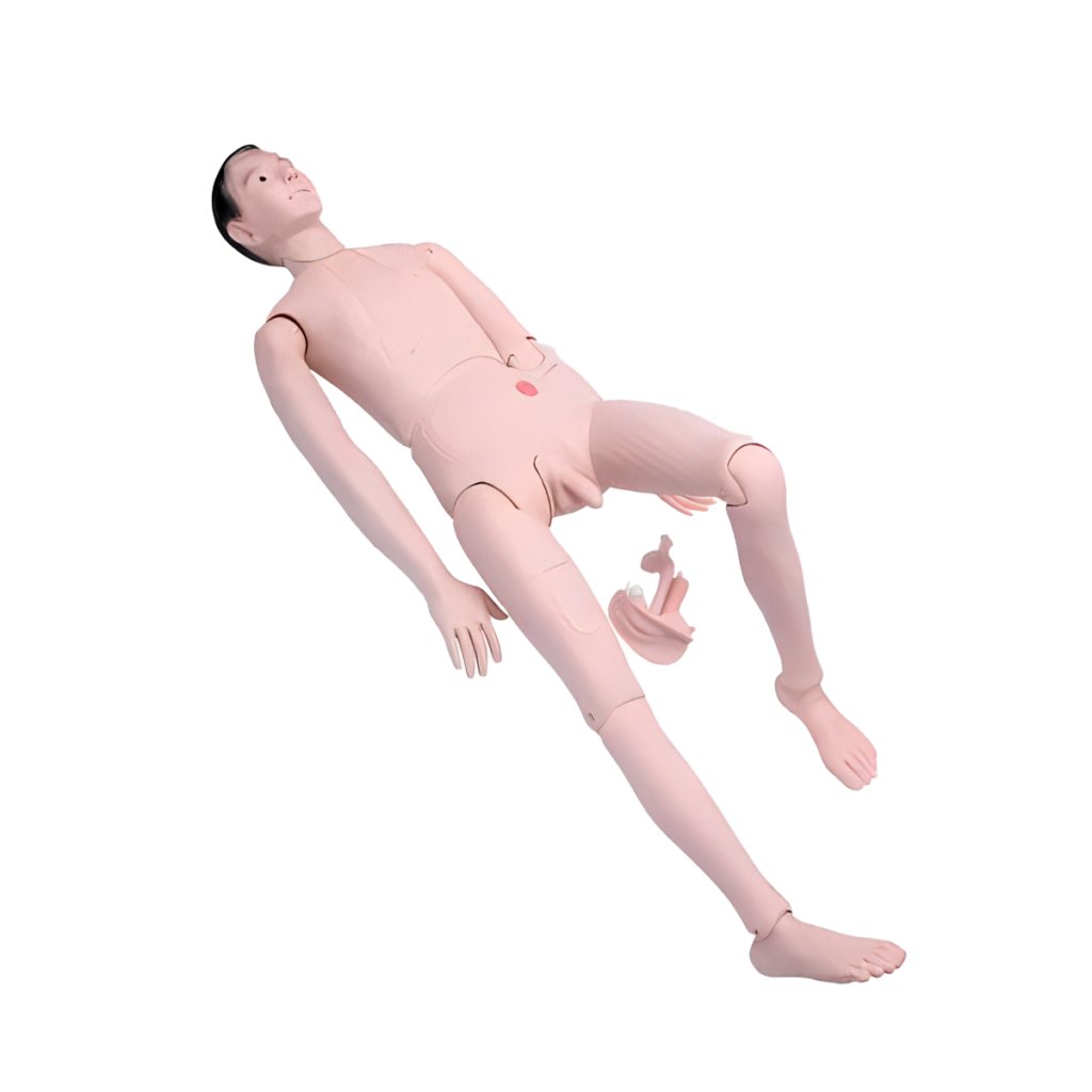 Simulador para la formación de enfermera torso masculino