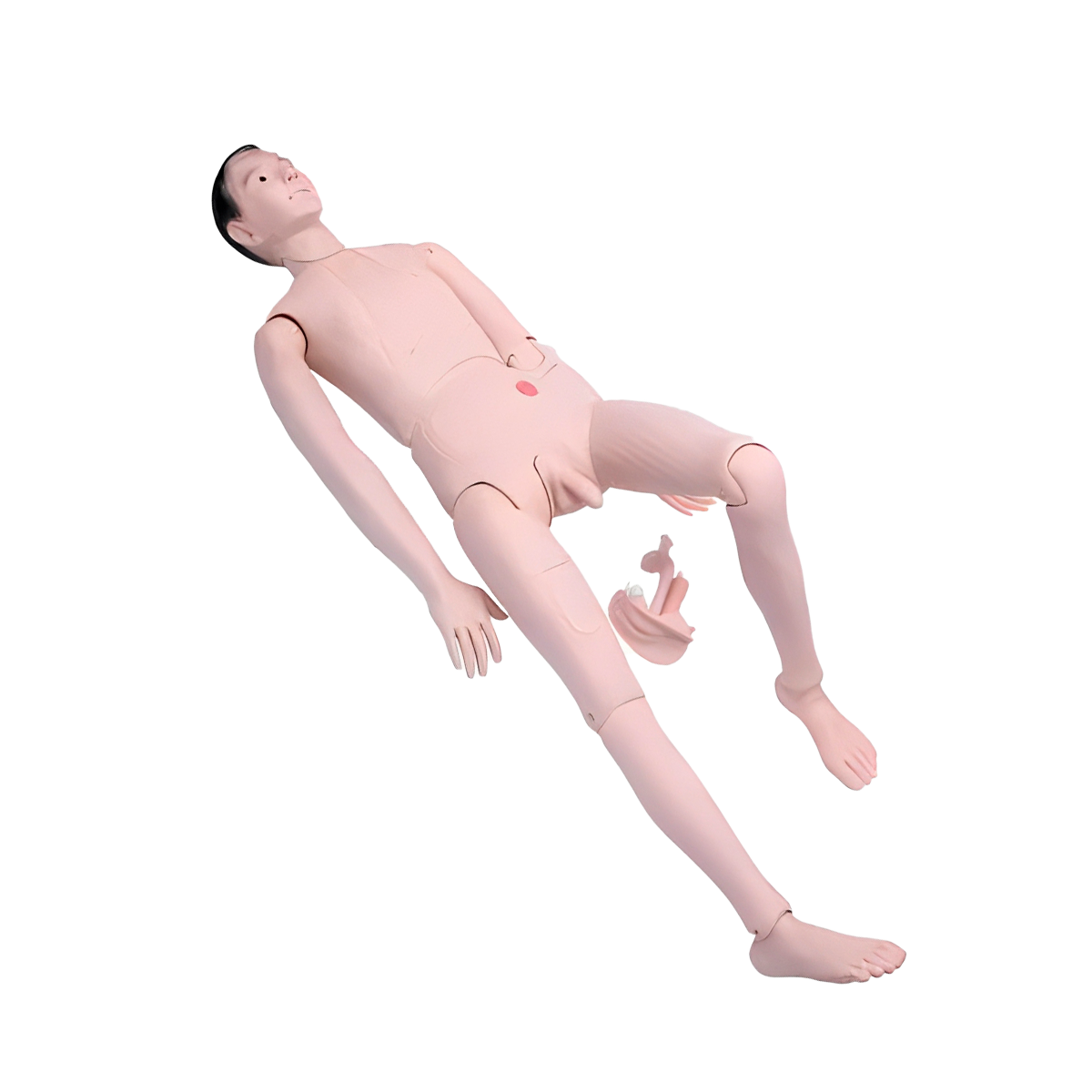 Simulador para la formación de enfermera torso masculino
