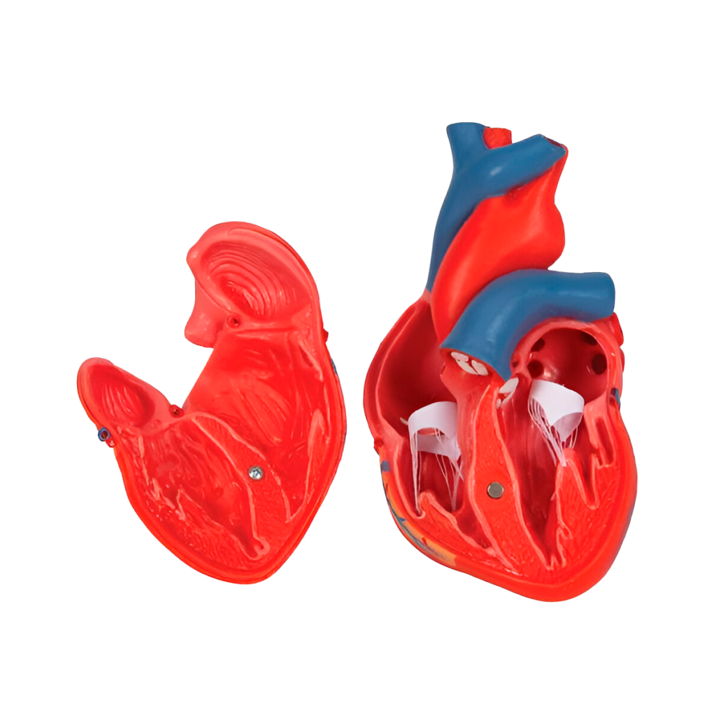 Corazón clasico de 2 piezas