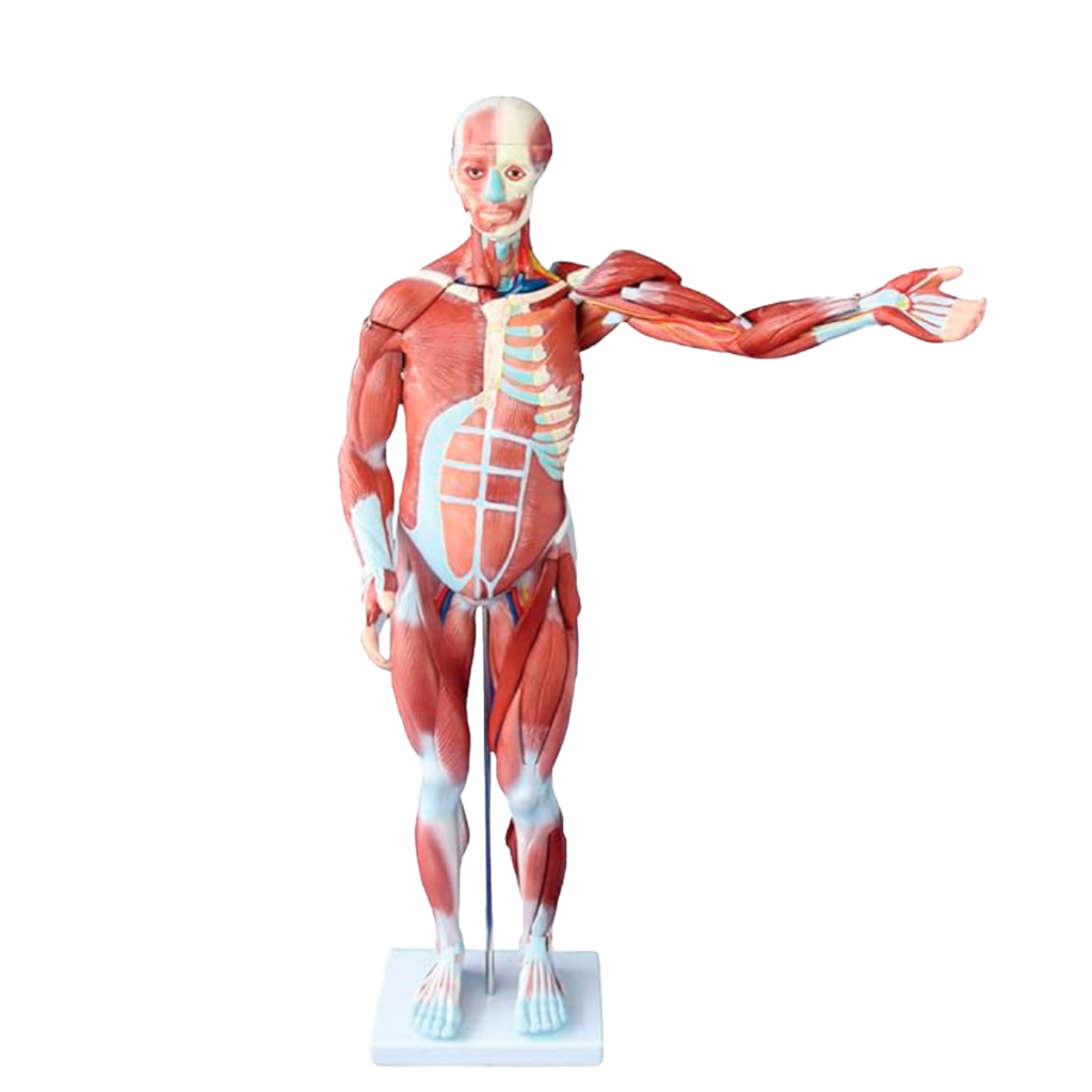 Cuerpo humano 80 cm 27 piezas desmontables