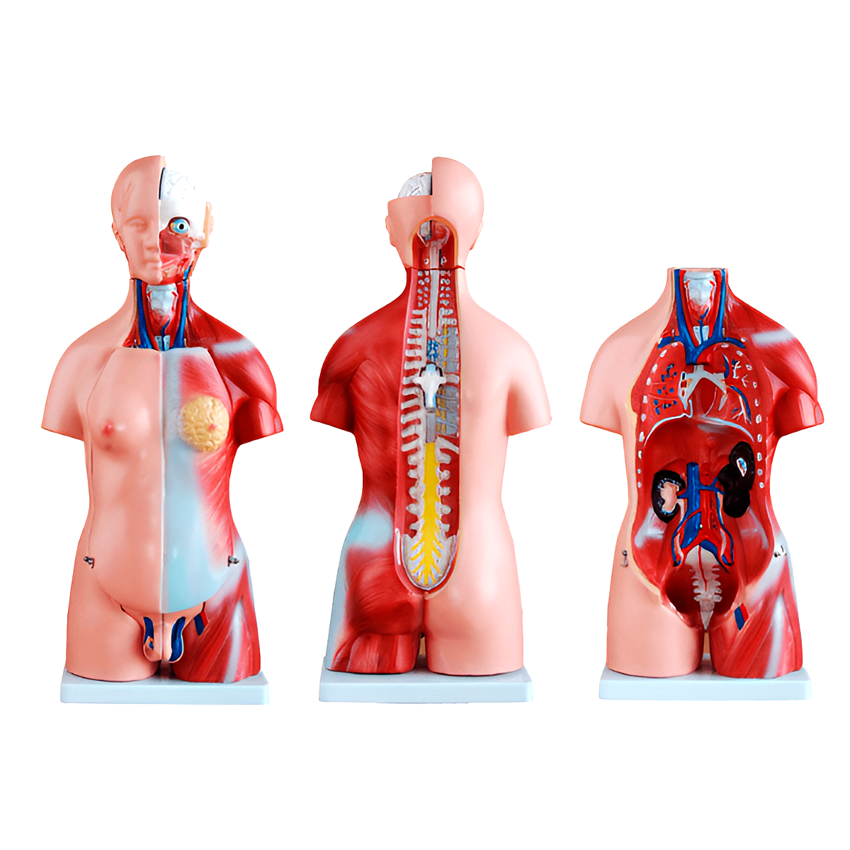 Cuerpo humano 45 cm y 23 piezas