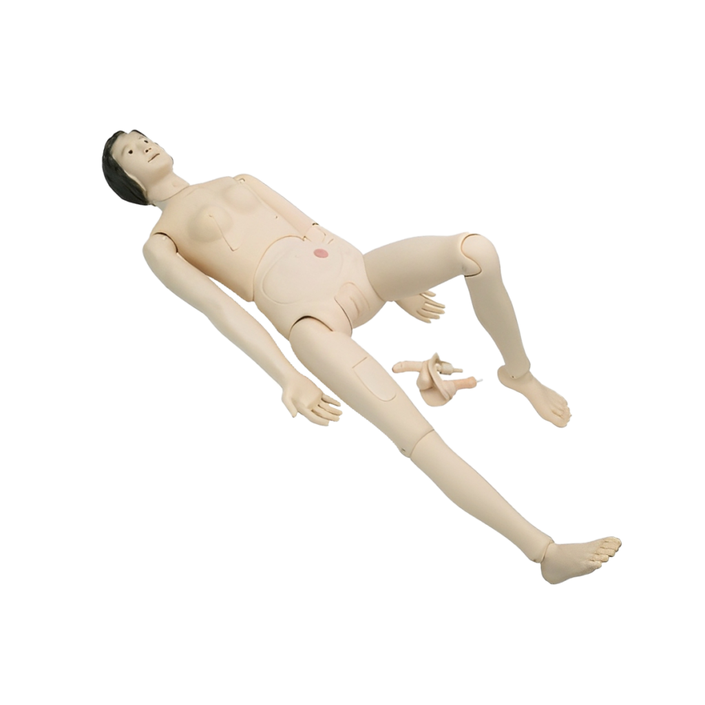 Simulador para la formación de enfermera torso femenina
