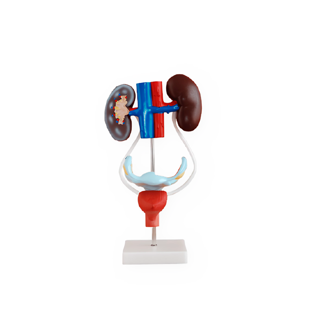 Sistema urogenital femenino