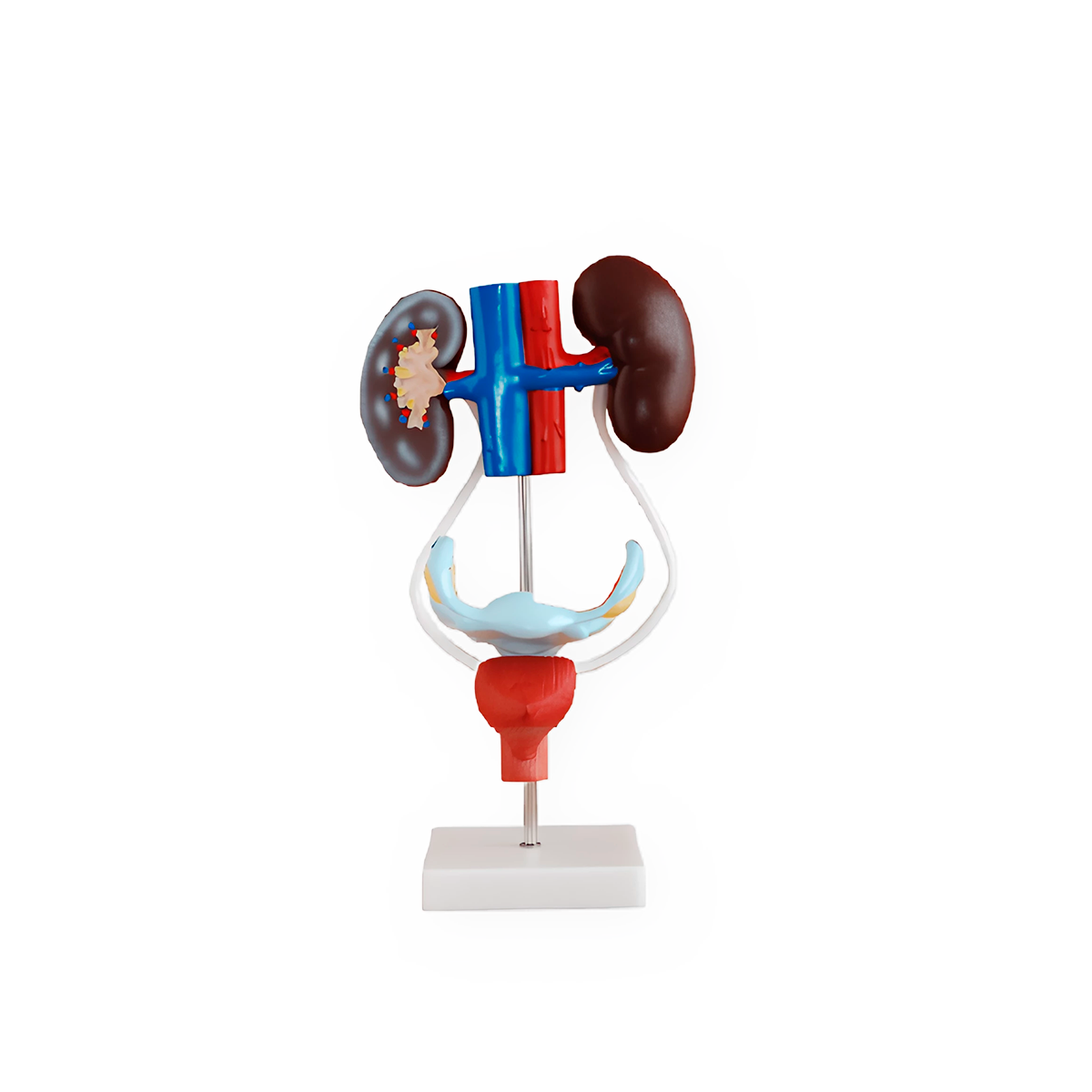Sistema urogenital femenino
