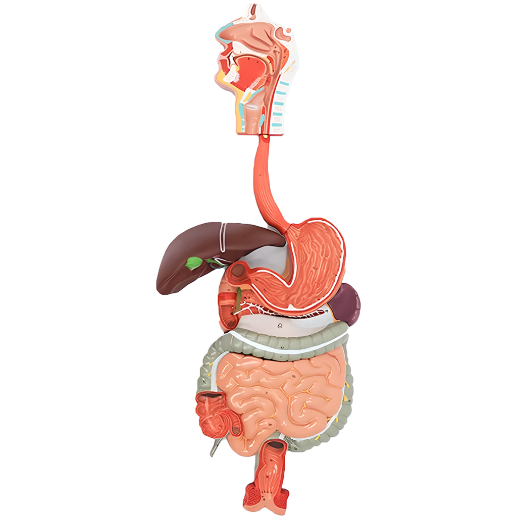 Sistema digestivo tamaño natural