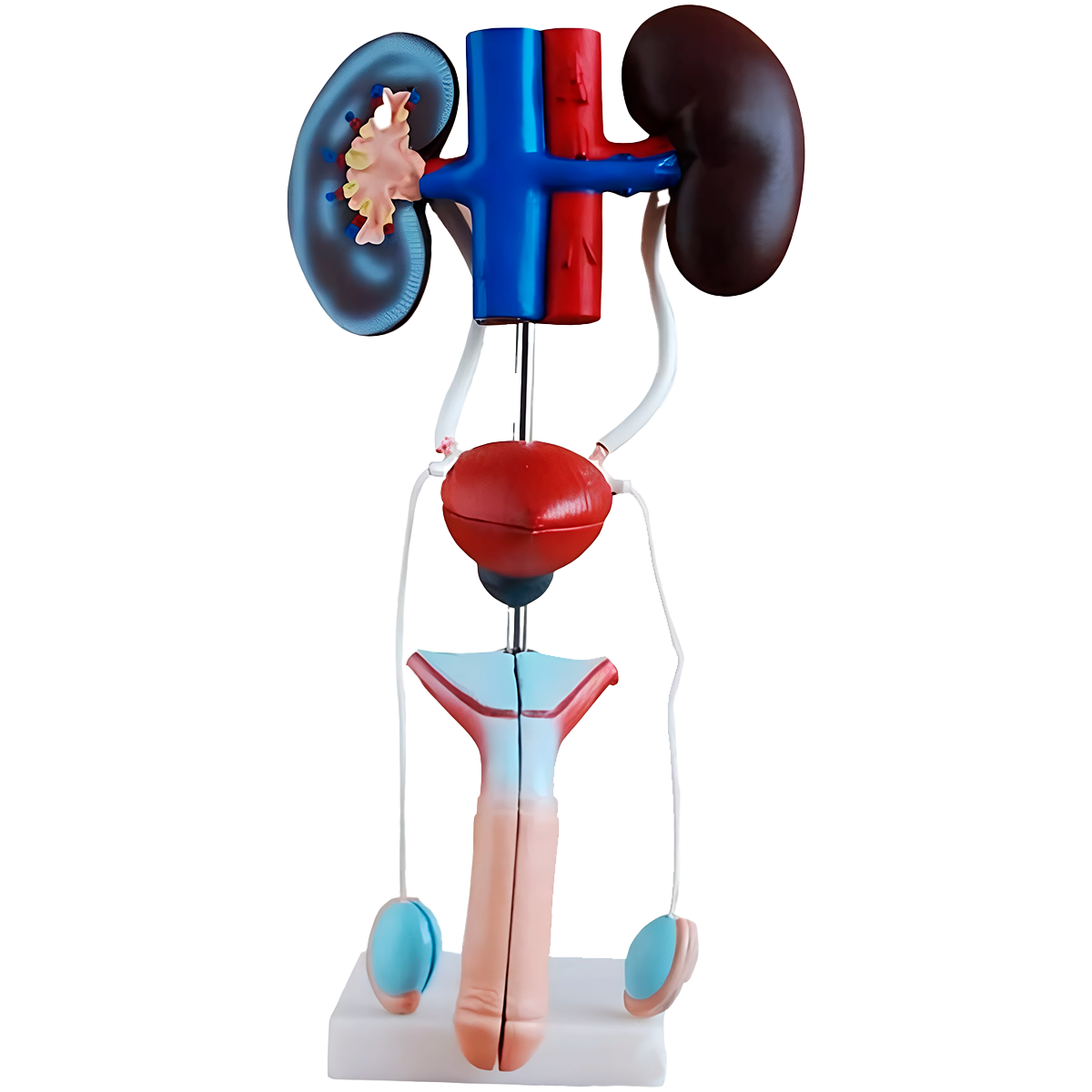 Sistema urogenital masculino